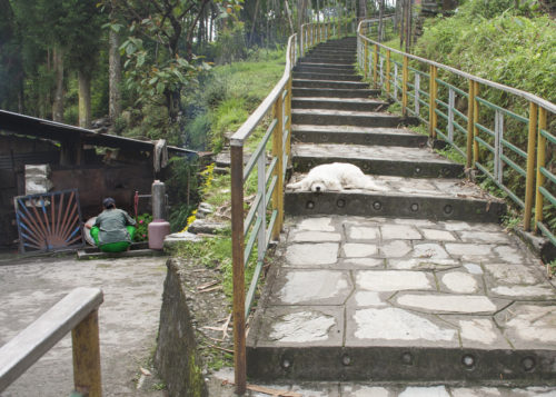 Собака, лежащая на лестнице к воротам монастыря. Куда же в Сиккиме без собачки...