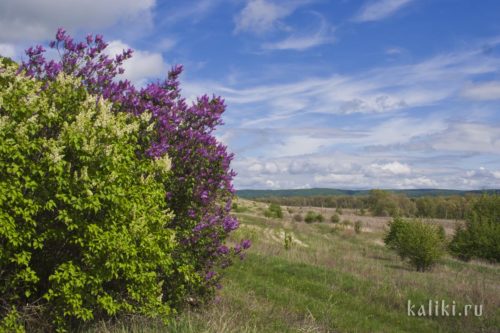 Кусты цветущей сирени в национальном парке "Самаркая Лука"