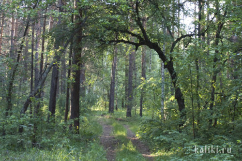 Чурокайский лес