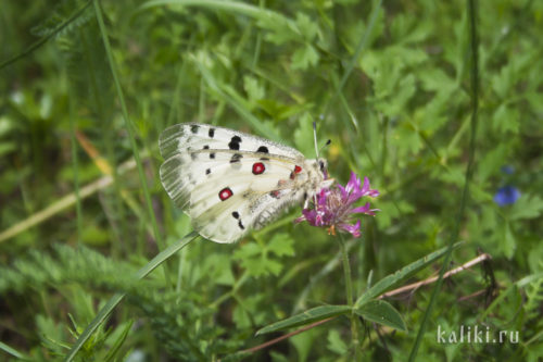 Бабочка Аполлон, исчезающий вид, включен в Красную книгу РФ