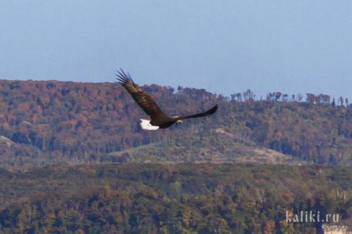 Орлан-белохвост, редкий вид, включен в Красную книгу Самарской области
