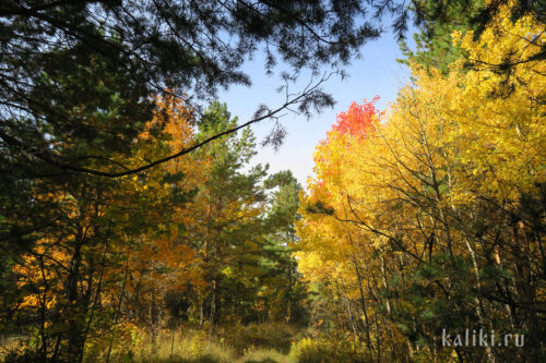 Осенний лес. Хвалынский национальный парк