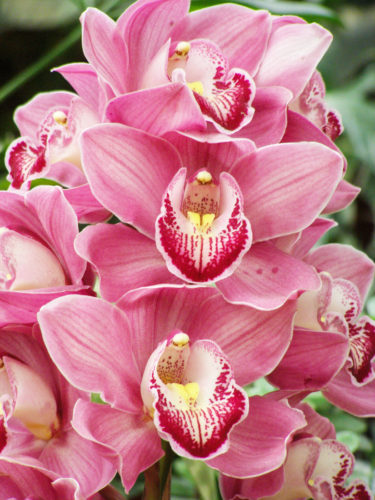 Орхидея-4