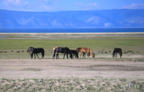 озеро Байкал, остров Ольхон, лошади 