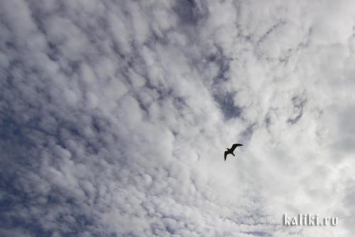 небо, облака, полет птицы