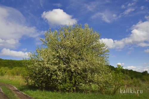 Цветущая дикая яблоня в национальном парке "Самаркая Лука"