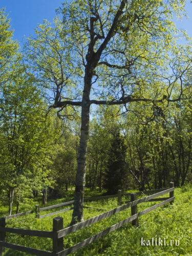 Береза с ветвями в виде креста, растущая у Голгофо-Распятского скита