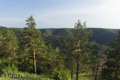 Сосновый лес в Жигулевском заповеднике